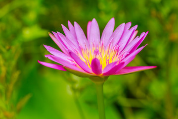 Pink lotus flower growing upright on nature background