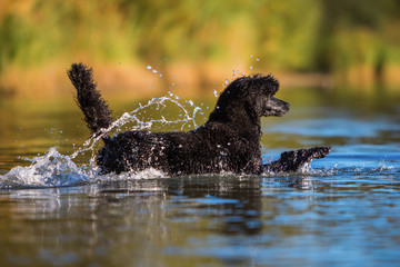 royal poodle running in the water - obrazy, fototapety, plakaty