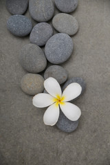 Fototapeta na wymiar frangipani with spa stones on grey background.