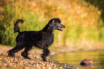 royal poodle running in the water
