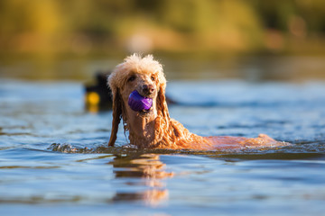royal poodle retrieves a ball