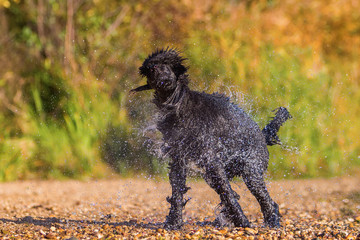 wet poodle shaking the fur