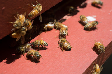 Beekeeping Photographs