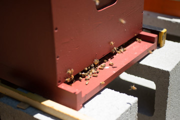 Beekeeping Photographs