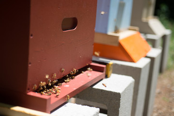 Beekeeping Photographs