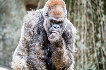 Silver back gorilla looking alert and menacing against a natural © digidreamgrafix