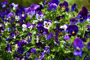 White and purple pansy flowers