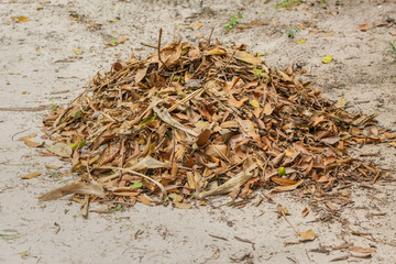 Pile of Leaves on ground