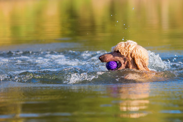 royal poodle swims in a lake