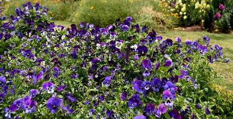 White and purple pansy flowers