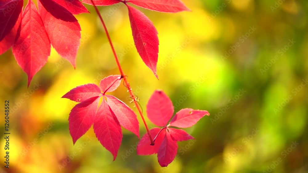 Sticker Autumn red leaves over blurred nature background. Fall. Full HD 1080p video footage