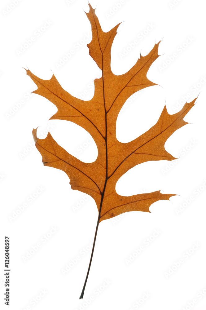 Wall mural dry oak leaf isolated on white background