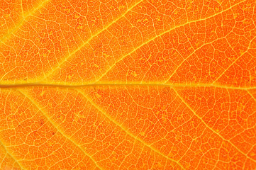 Obraz premium close up on autumn red leaf texture