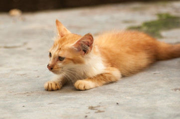 Fototapeta na wymiar Orange cat lying on the floor