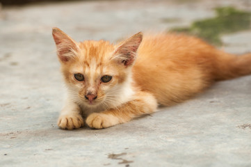 Orange fluffy cat lying on the floor