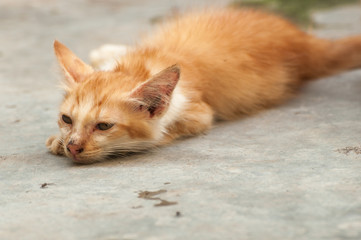 Naklejka na ściany i meble Orange cat lying on the floor