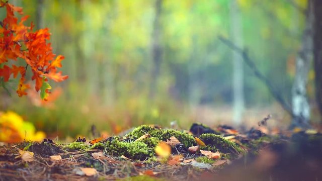 Autumn forest with rain background, fall. Beauty nature scene. Rainy weather. Full HD 1080p video