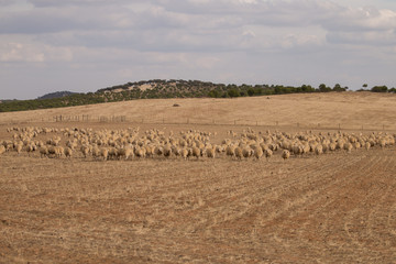 Fototapeta premium Herd of sheep on nature