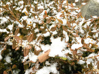 White snow on the leaf in the winter season