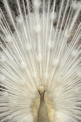 White Adult Peacock
