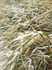 Snow on the bamboo leaf
