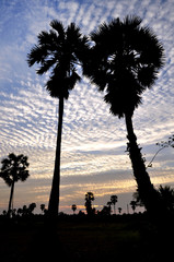 silhouette,sugar palm with sunset, in thailand