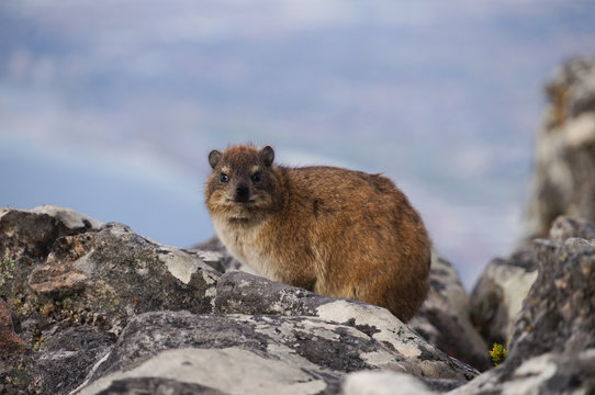 Rock dassie, on Table Mountain, Cape Town, South Africa.