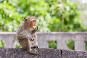 Cute monkeys lives in a town of Thailand