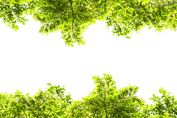 Obraz premium Green leaves on white background