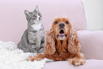 Cute dog and cat together on couch at home