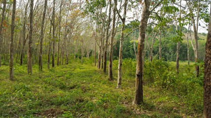 Rubber tree garden in Thailand