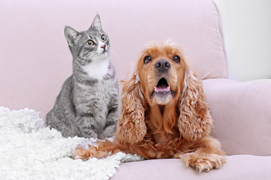 Cute Dog And Cat Together On Couch At Home