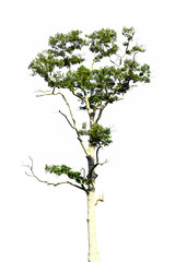 rubber trees or rubber tree on sky background