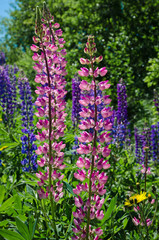 Purple and pink lupins