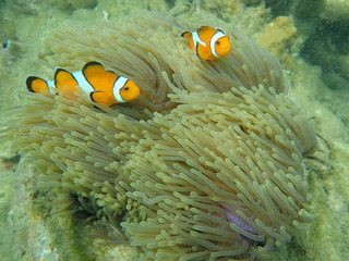 Naklejka na ściany i meble Sea anemone fish (nemo) in the sea anemone at the tropical coral reef