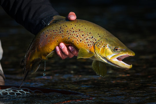 Brown Trout 