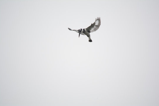 kingfisher looking for fish
