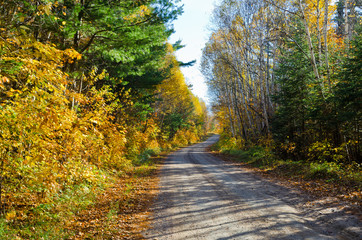 Falls colorful trees