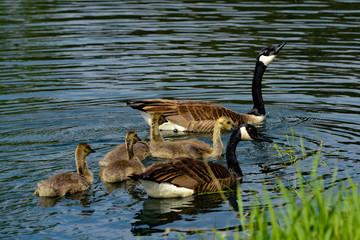 Canadian Geese