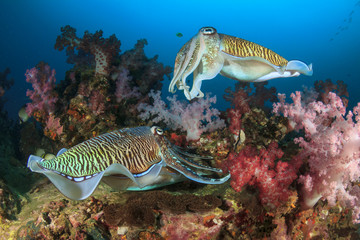 Cuttlefish mating sex fish - obrazy, fototapety, plakaty
