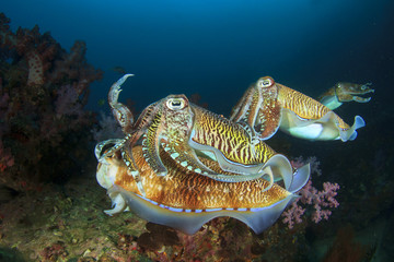 Cuttlefish mating sex fish
