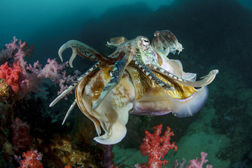Cuttlefish mating sex fish
