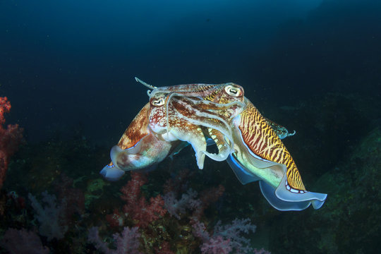 Cuttlefish mating sex fish
