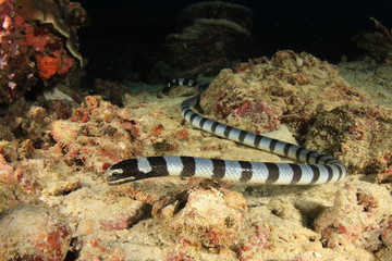 Banded Sea Snake (Krait)