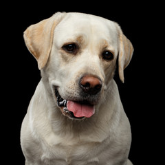 Close-up portrait of beige Labrador retriever dog with curious face in front view isolated black background