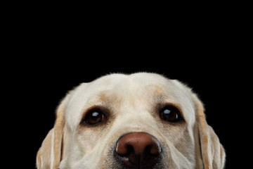 Close-up portrait of beige Labrador retriever dog raising up nose in front view isolated black...