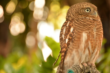 Owls are looking/ Owls are looking for something Background blur