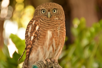 Owls are looking/ Owls are looking for something Background blur