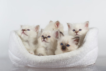 Sacred Birman kitten in the studio, purebred kittens on isolated background.