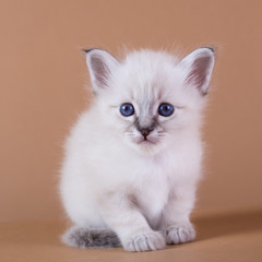 Sacred Birman kitten in the studio, purebred kittens on isolated beige background